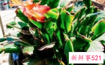 孕妇梦见绿植生女儿吗