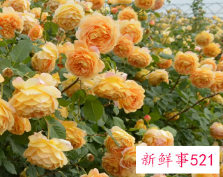 黄金庆典的养殖方法