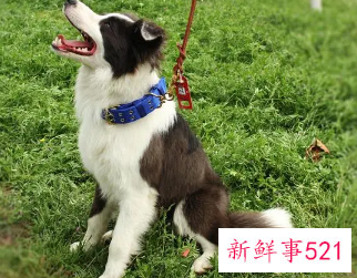 中年女人梦见怀里抱着狗