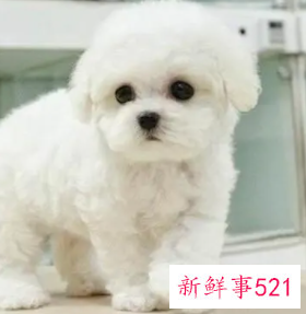 比熊的生活习性