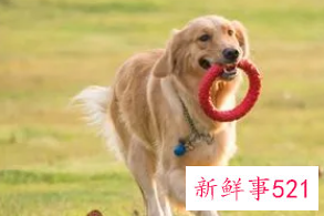 中年女人梦见怀里抱着狗