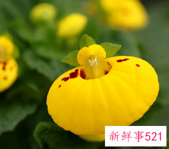 荷苞花的养殖方法