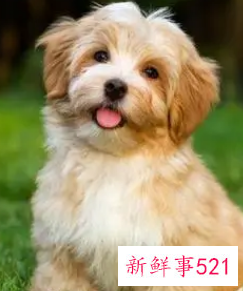 属狗人命中注定的另一半是谁