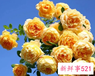 黄金庆典的养殖方法