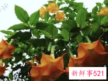 梦见移花盆里的花