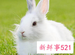 属兔最富贵的出生时辰