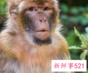 梦到好多小猴子