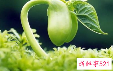 立春的经典语录