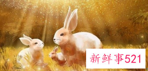 属兔最富贵的出生时辰