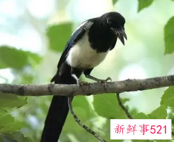 做梦梦到一只喜鹊