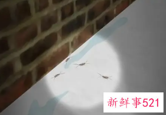 咖啡色椭圆形小虫子会飞