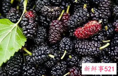 抗癌水果第一名桑葚