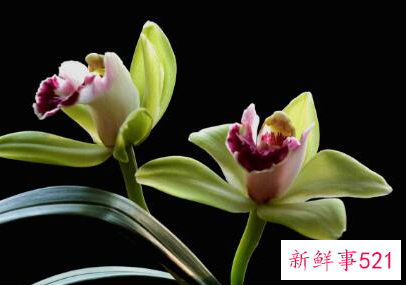 兰花比喻人怎样的精神