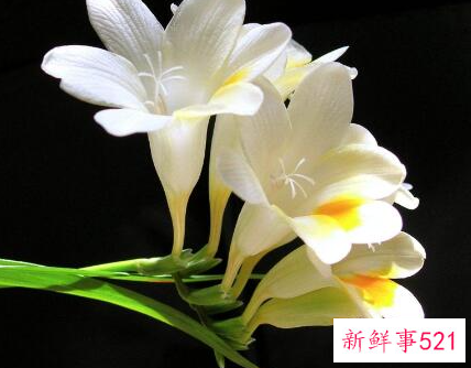 兰花比喻人怎样的精神