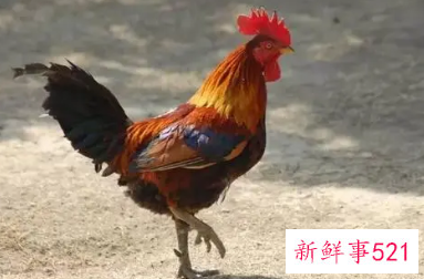 一生都是烂桃花生肖女