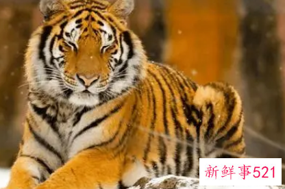 虎年属蛇人运势2022年虎年属蛇人运势