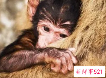 属猴爱你的表现