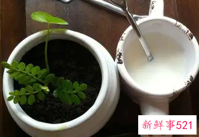 过期牛奶浇花的可行性和注意事项