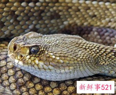 梦见响尾蛇是什么意思