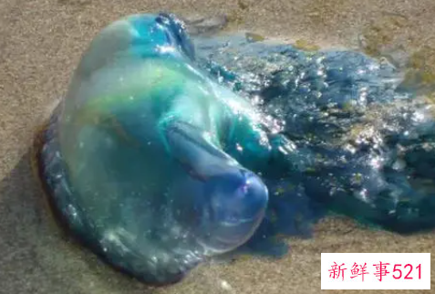 海边最危险的东西是什么