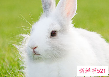 63年属兔的什么颜色最旺