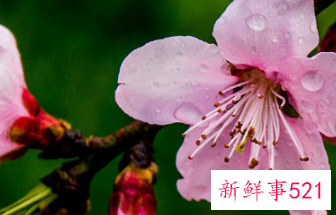 梅花和桃花的区别