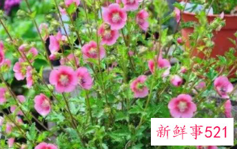 小木槿枯了如何挽救