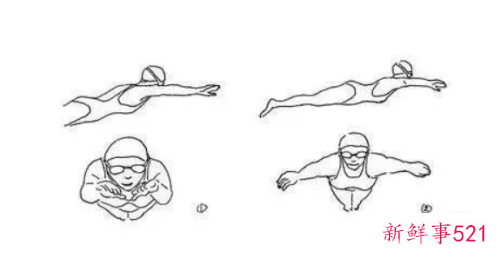 蛙泳正确的划水姿势