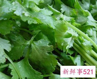 芫荽指的是哪种蔬菜