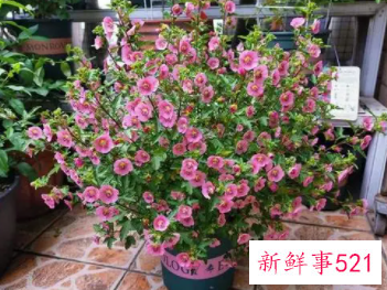 小木槿枯了如何挽救