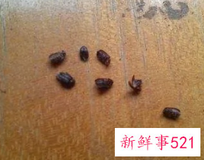 咖啡色椭圆形小虫子会飞