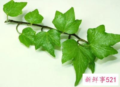 办公室适合摆的高档绿植