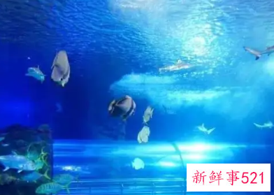 梦见去海底世界