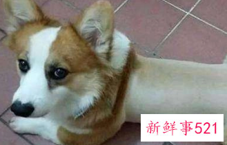 狗在夏天是怎么避暑的