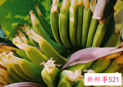 香蕉花的功效与作用