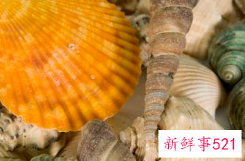 海螺怎么存放时间长