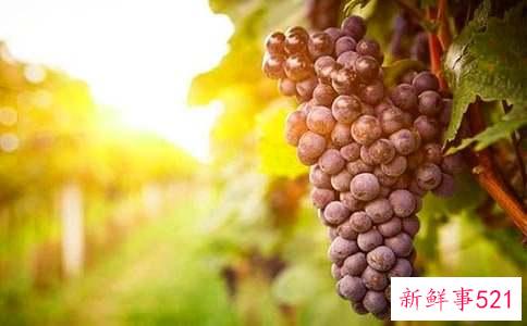 梦见树上结满绿色葡萄