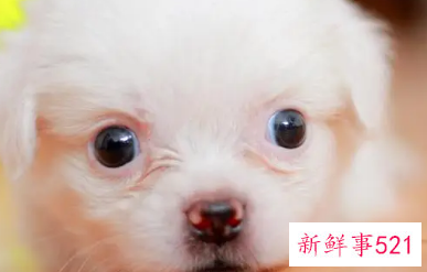 中年女人梦见怀里抱着狗