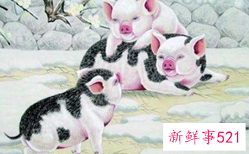 属猪人的永久幸运颜色