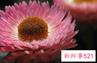 网恋第一次见面送什么花