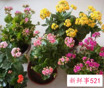 梦见移花盆里的花