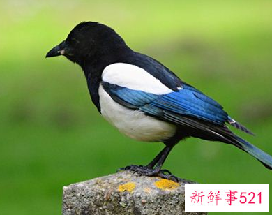 做梦梦到一只喜鹊