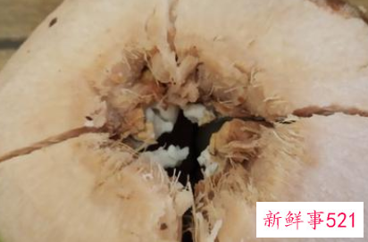 取椰子肉的巧妙方法