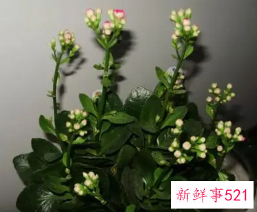 梦见移花盆里的花