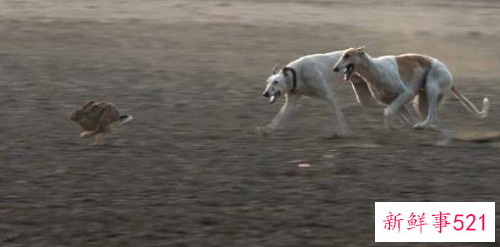 梦见被大狗追说明什么