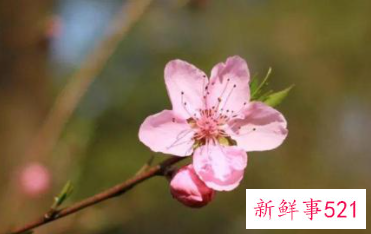 梅花和桃花的区别