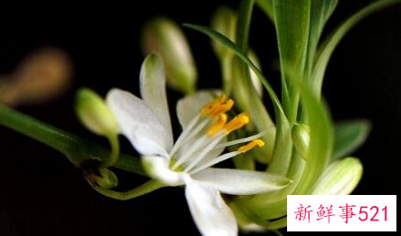 兰花比喻人怎样的精神