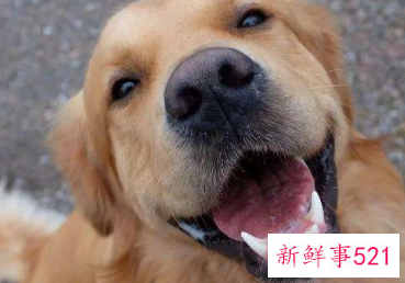 狗在夏天是怎么避暑的