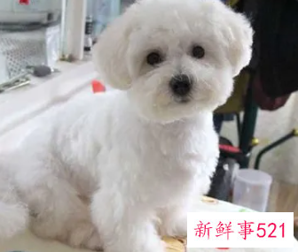 比熊的生活习性