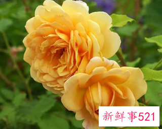 黄金庆典的养殖方法